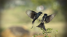 Love Is In The Air 短信电话云轰炸